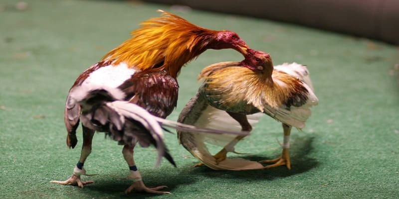 Tập luyện cho gà để có sức chiến đấu bền bỉ
