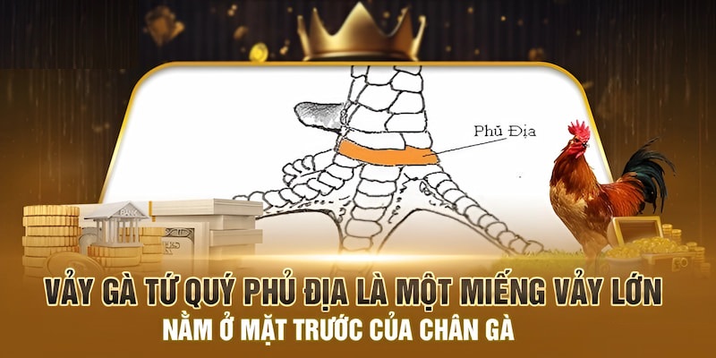 Vảy gà tứ quý phủ địa có cấu tạo như thế nào?